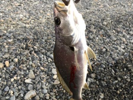 サーフ　ヒラメ狙いで・・・